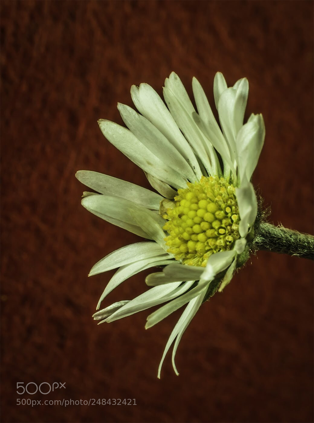 Olympus OM-D E-M5 II sample photo. A daisy photography