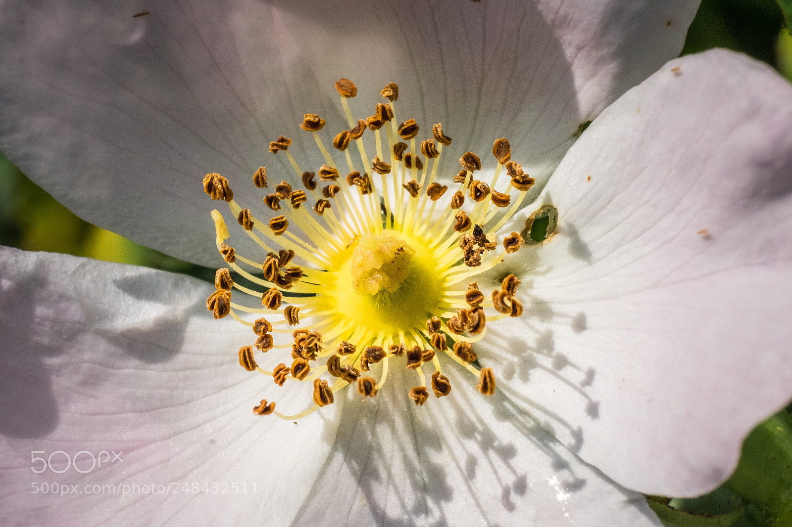 Fujifilm X-T1 sample photo. Rosa canina (hundsrose) photography