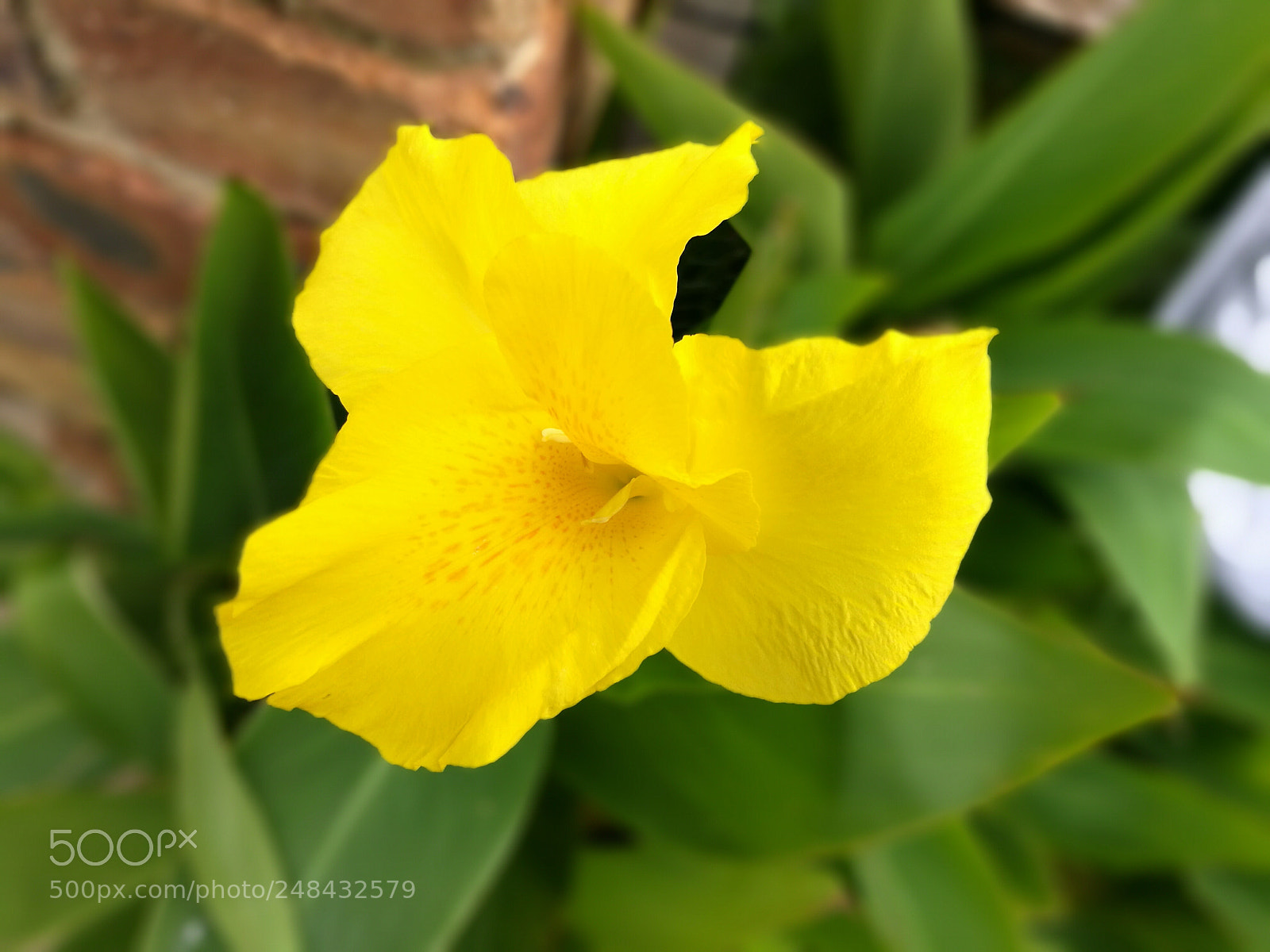 HUAWEI P9 sample photo. Yellow glow photography