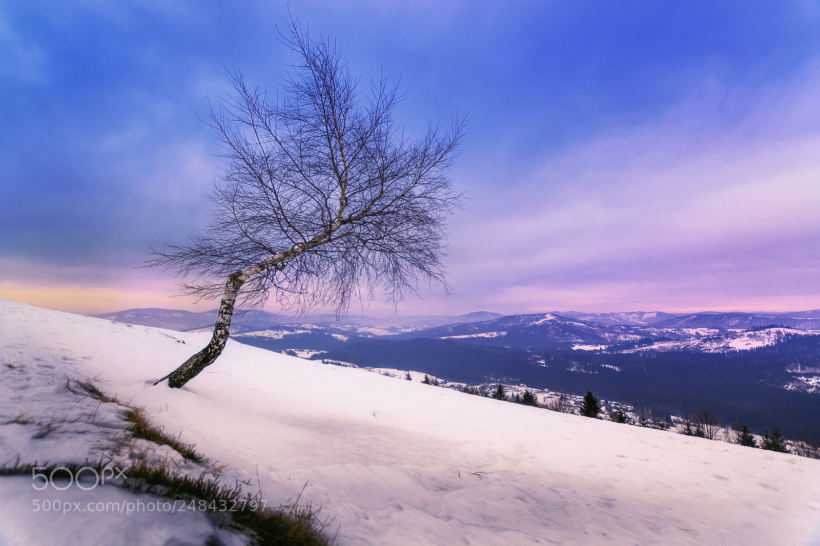 Nikon D7100 sample photo. Tree photography