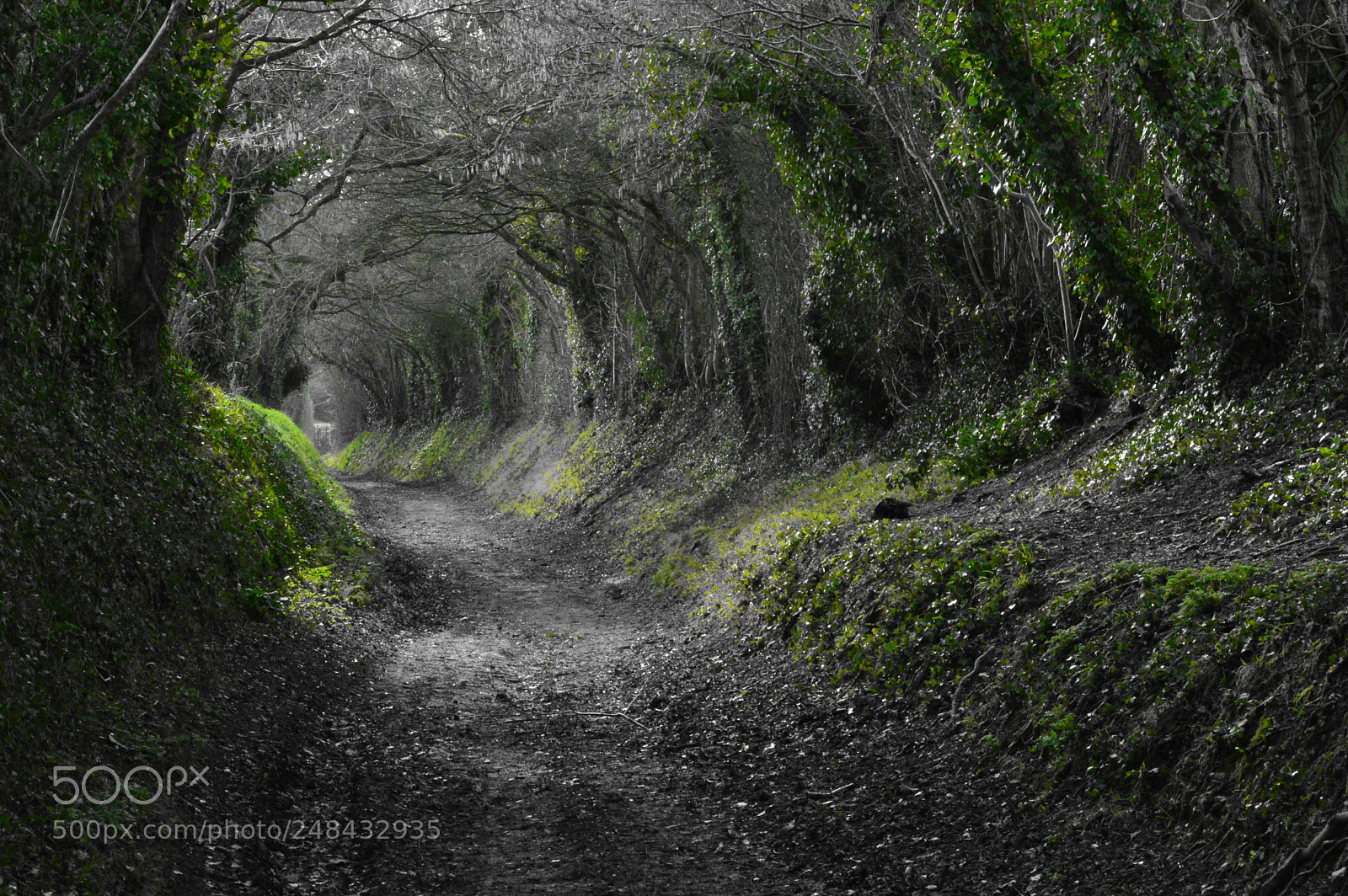 Nikon D3200 sample photo. Walk in the woods photography