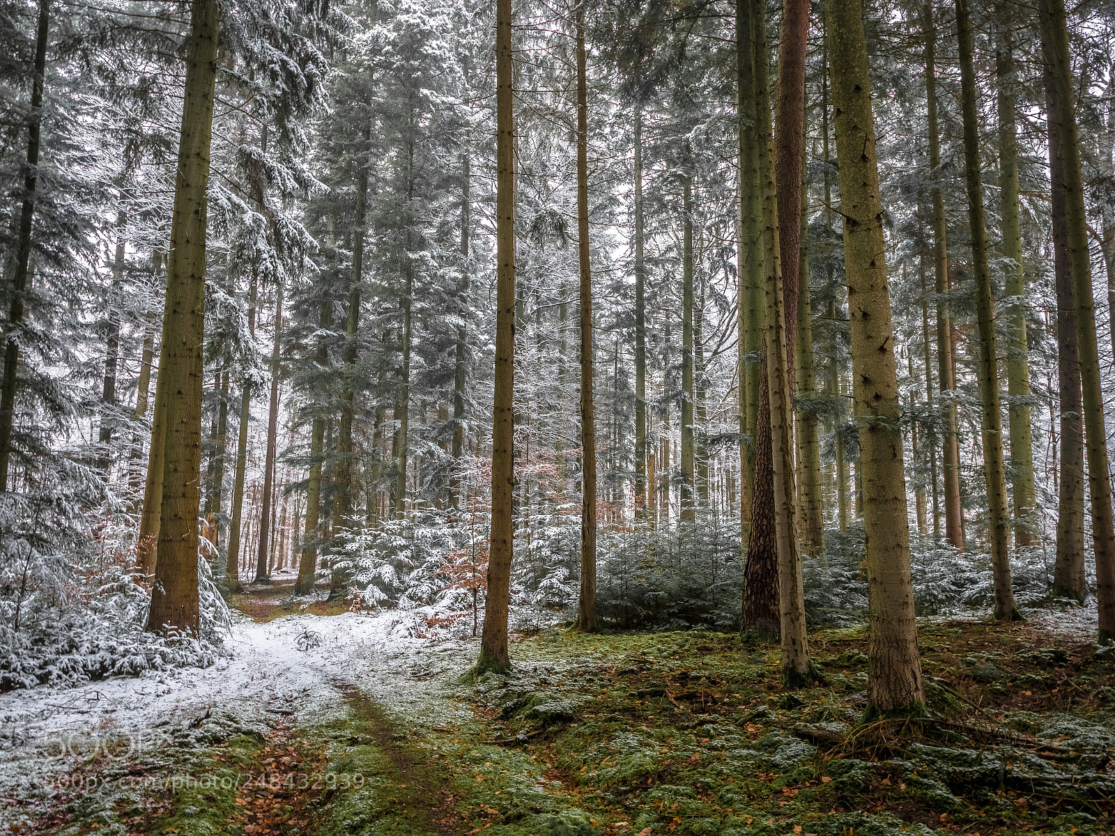 Panasonic Lumix DMC-GX8 sample photo. Winter forest photography