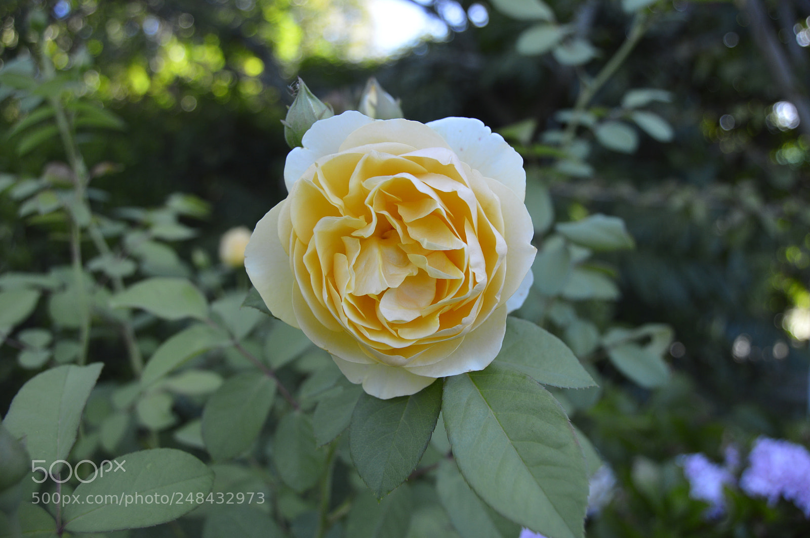 Nikon D3200 sample photo. Garden flowers photography