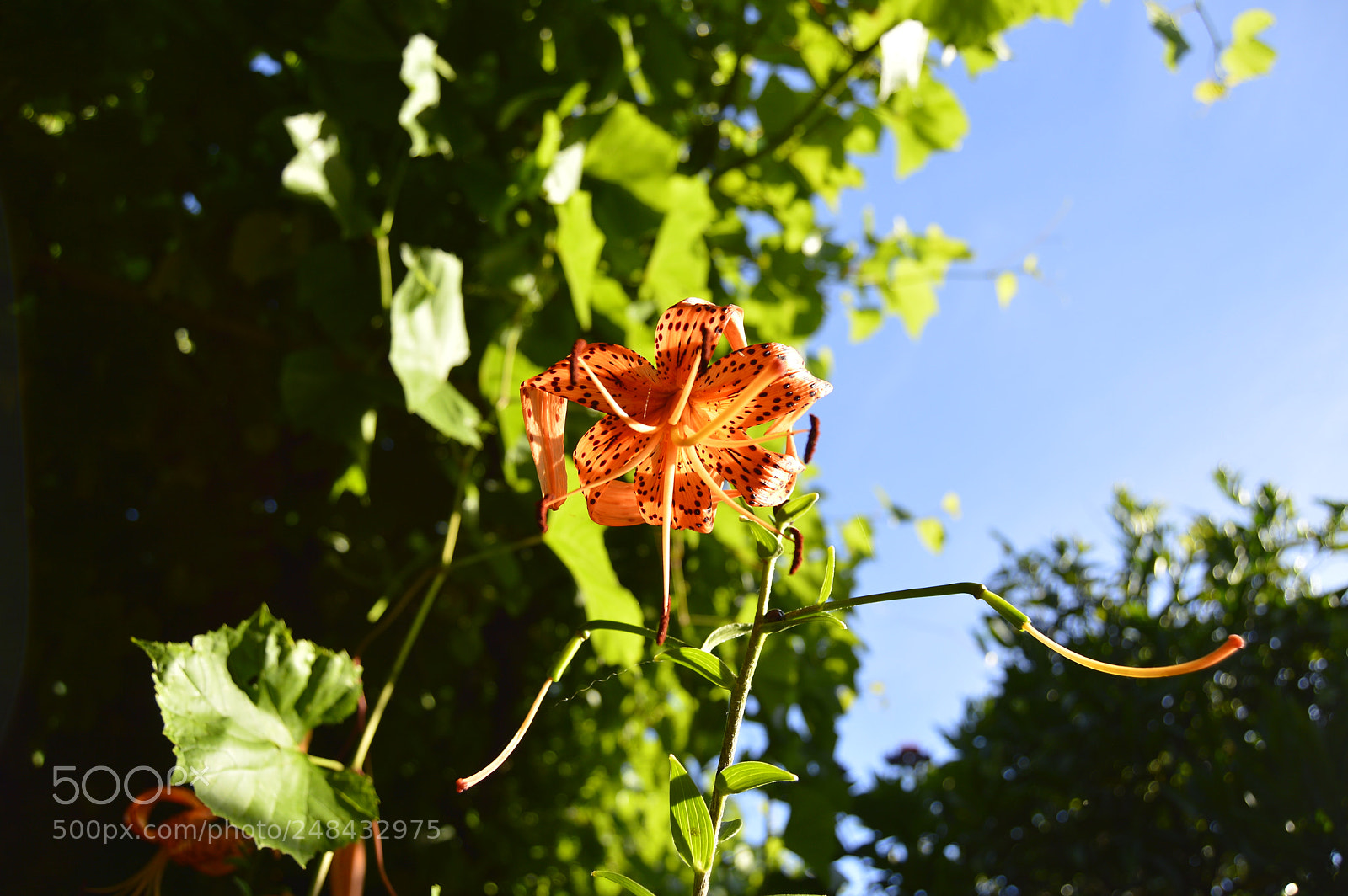 Nikon D3200 sample photo. Garden flowers photography