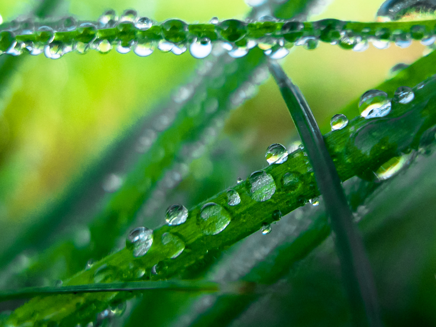 Dew on Grass