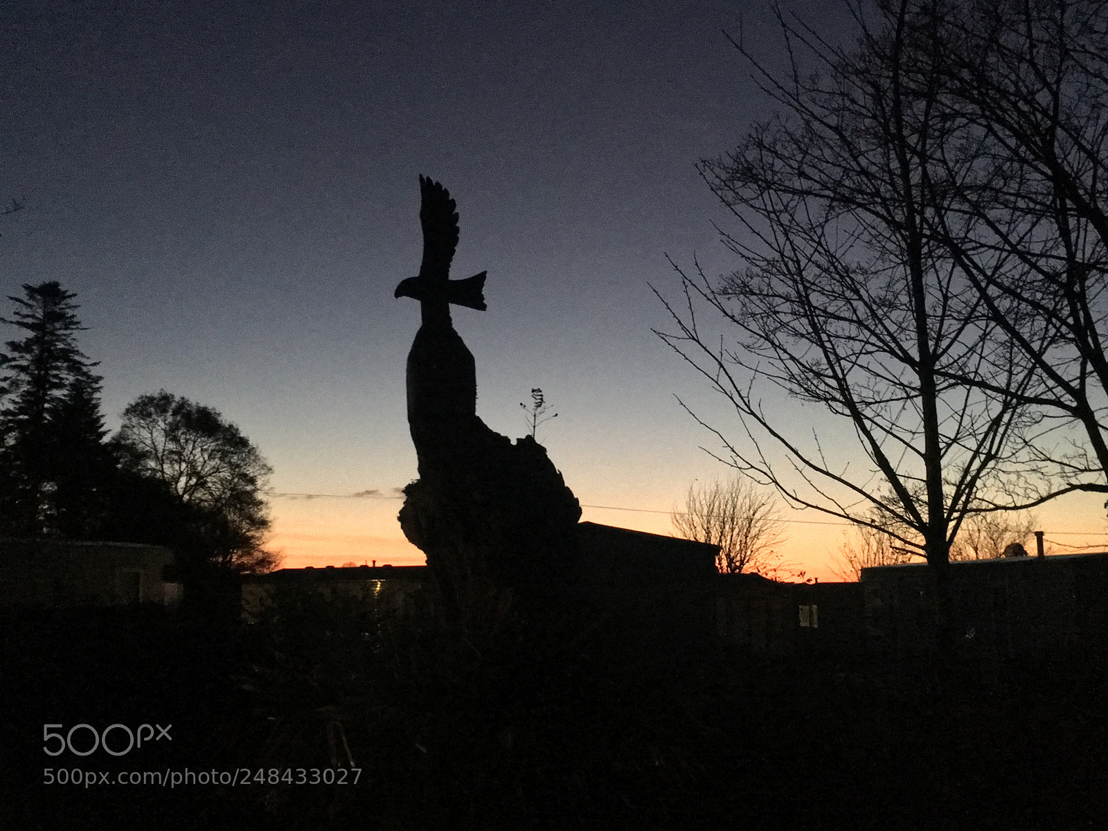 Apple iPhone 6s sample photo. Bird of prey, wales photography