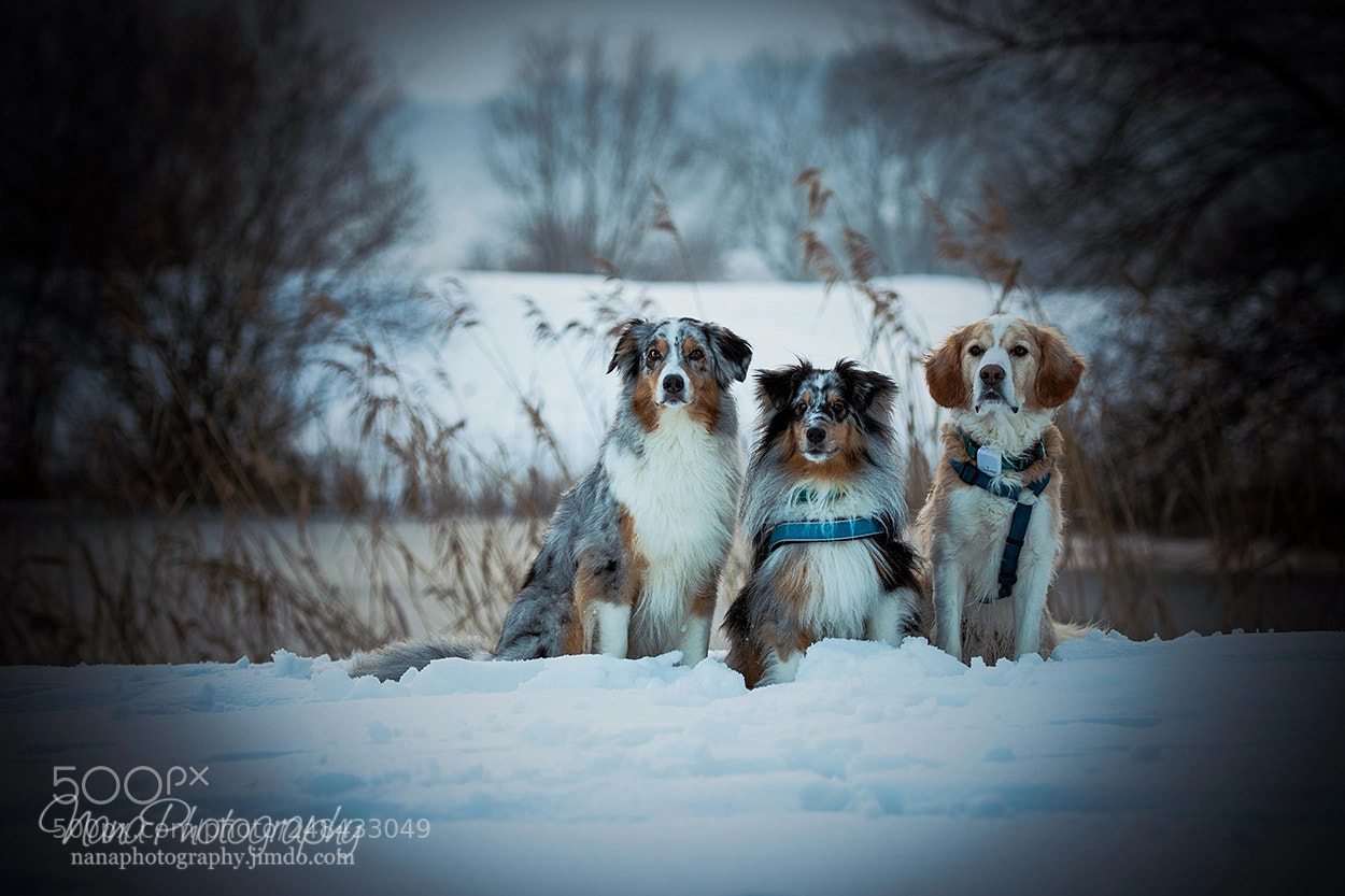 Nikon D7200 sample photo. The gang photography