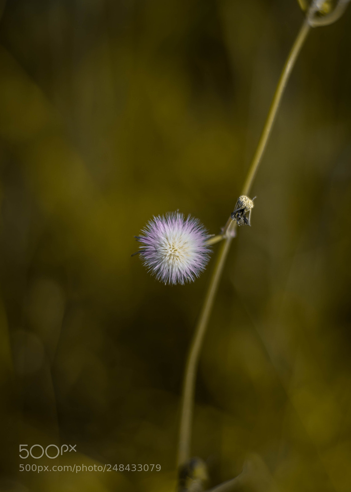 Nikon D5300 sample photo. Dandelion photography