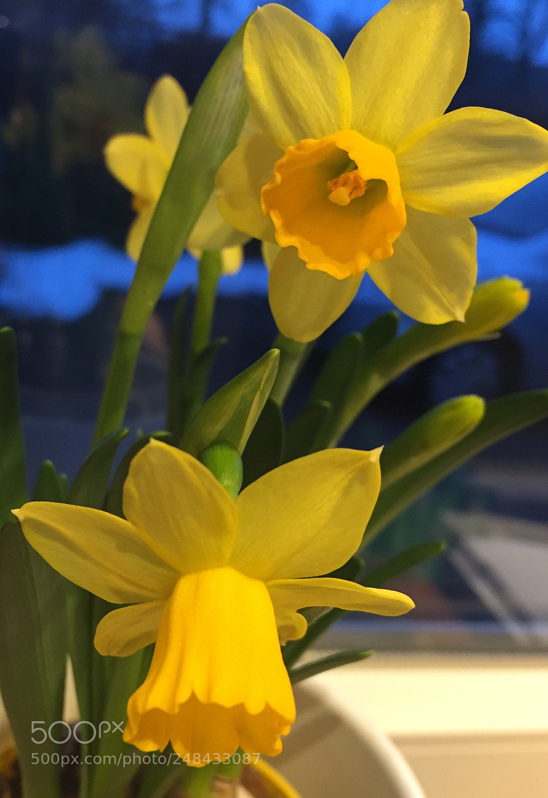 Apple iPhone 6 sample photo. Spring ❤️ photography