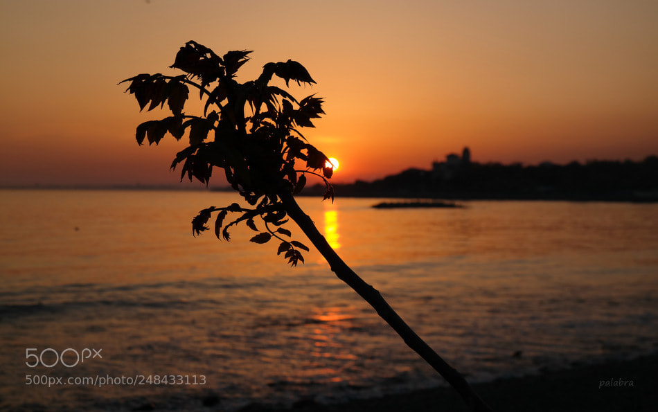 Samsung NX30 sample photo. ... photography
