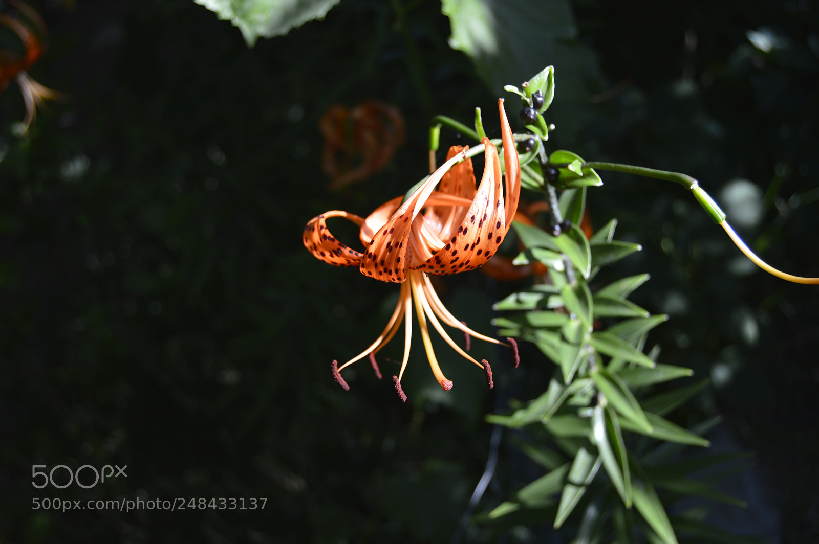 Nikon D3200 sample photo. Garden flowers photography