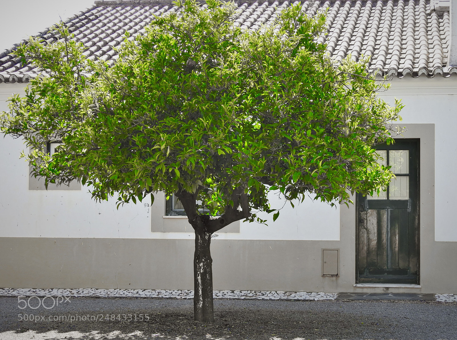Nikon Coolpix P900 sample photo. A tree and a photography