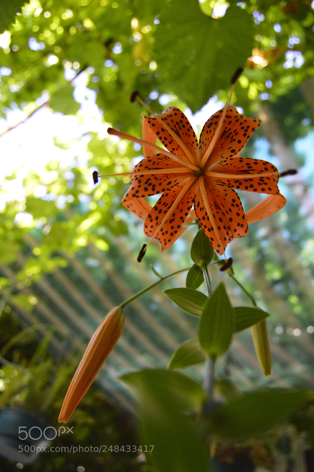 Nikon D3200 sample photo. Garden flowers photography