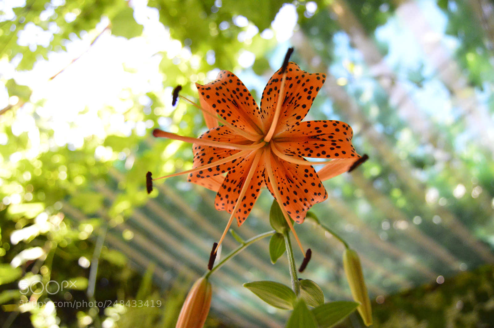 Nikon D3200 sample photo. Garden flowers photography