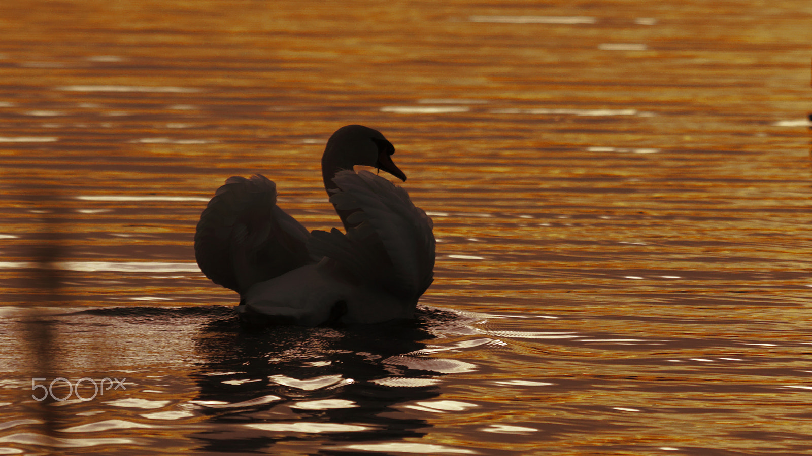 Canon EOS 5D Mark IV + Canon EF 100-400mm F4.5-5.6L IS USM sample photo. Le cygne photography