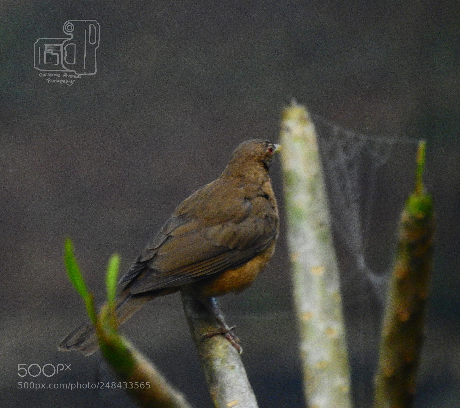 Nikon Coolpix P900 sample photo. Bird and spider web photography