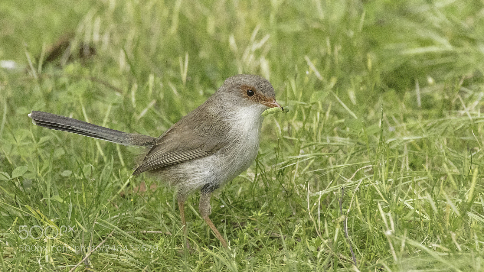 Canon EOS 5DS sample photo. Superb fairywren photography