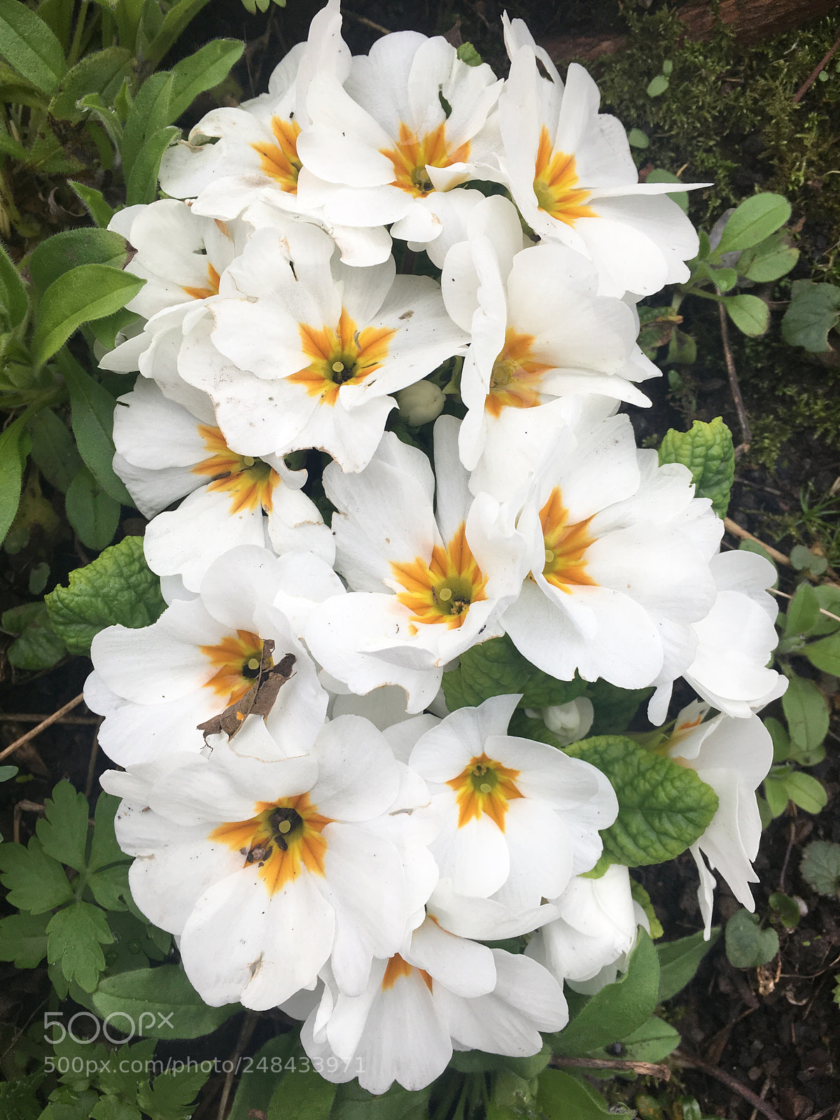 Apple iPhone 6s sample photo. Spring is coming photography
