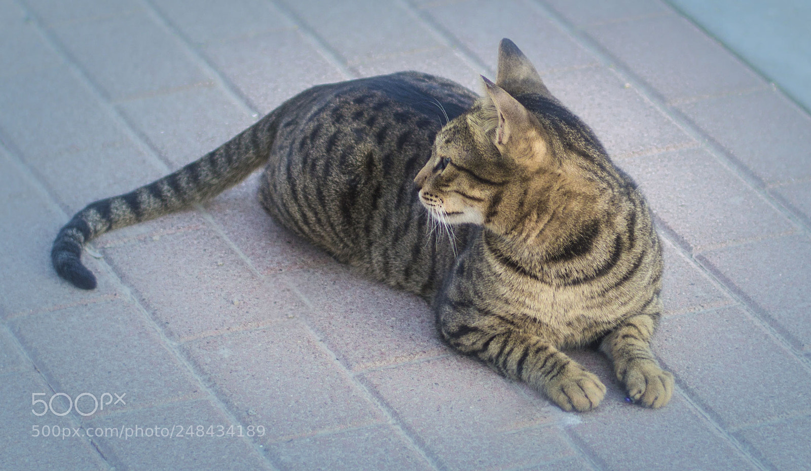 Nikon D3200 sample photo. Looking for a prey.. photography