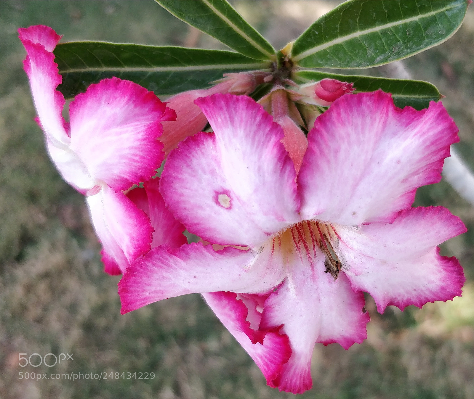 OnePlus 5 sample photo. Petal photography