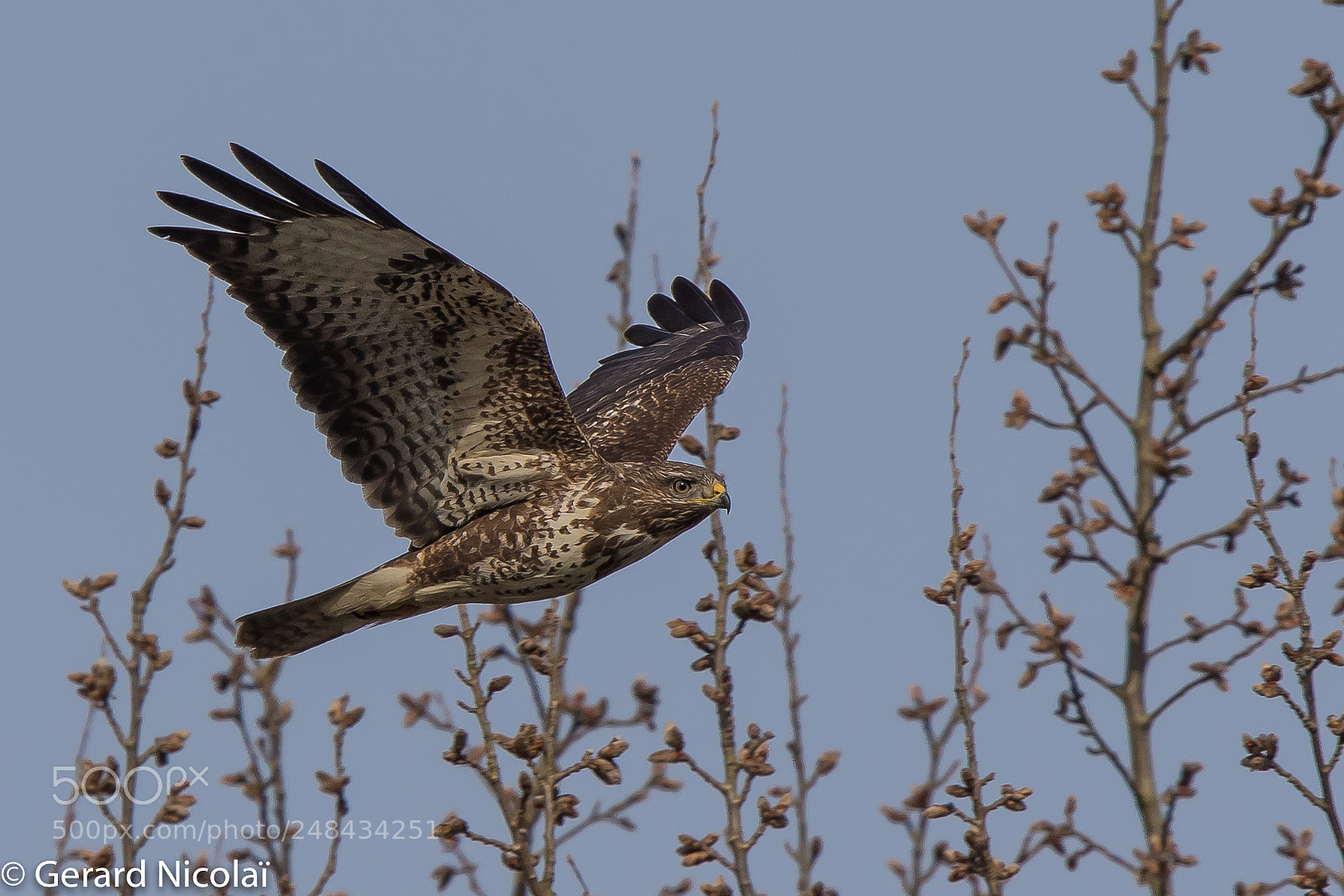 Canon EOS 7D Mark II sample photo. Flying buzzard photography