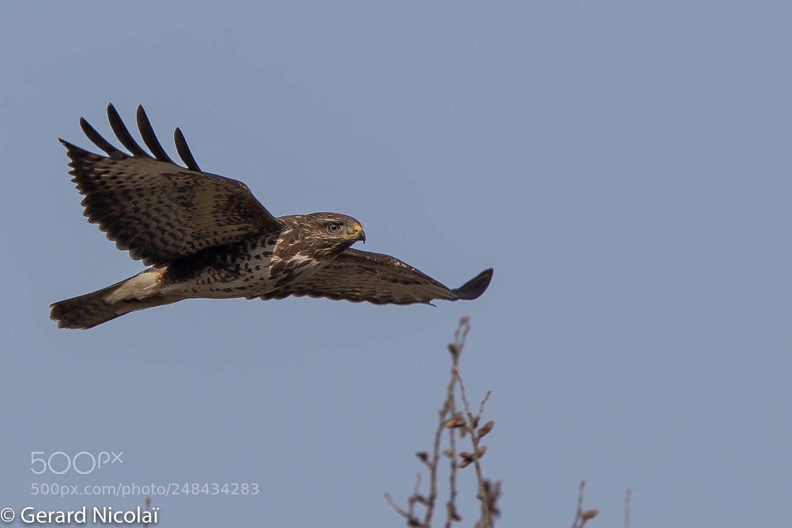 Canon EOS 7D Mark II sample photo. Flying buzzard photography