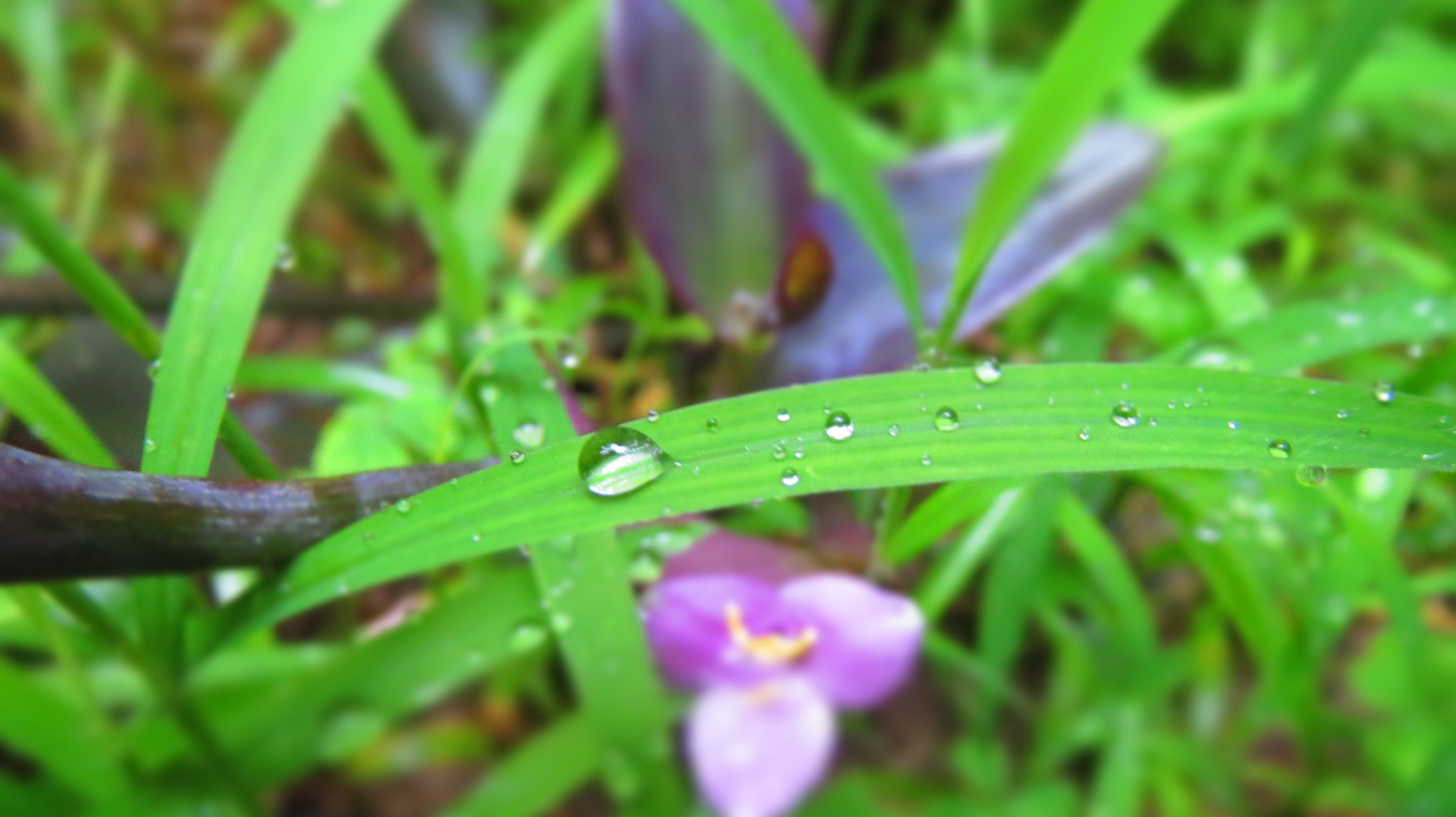 Canon PowerShot ELPH 530 HS (IXUS 510 HS / IXY 1) sample photo. Water  droplets . photography