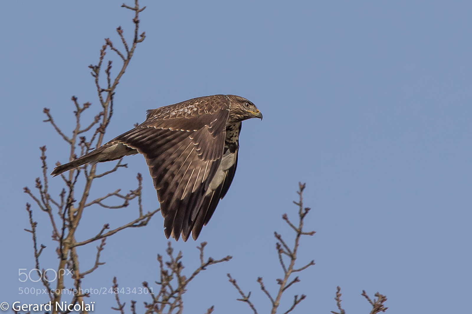 Canon EOS 7D Mark II sample photo. Flying buzzard photography