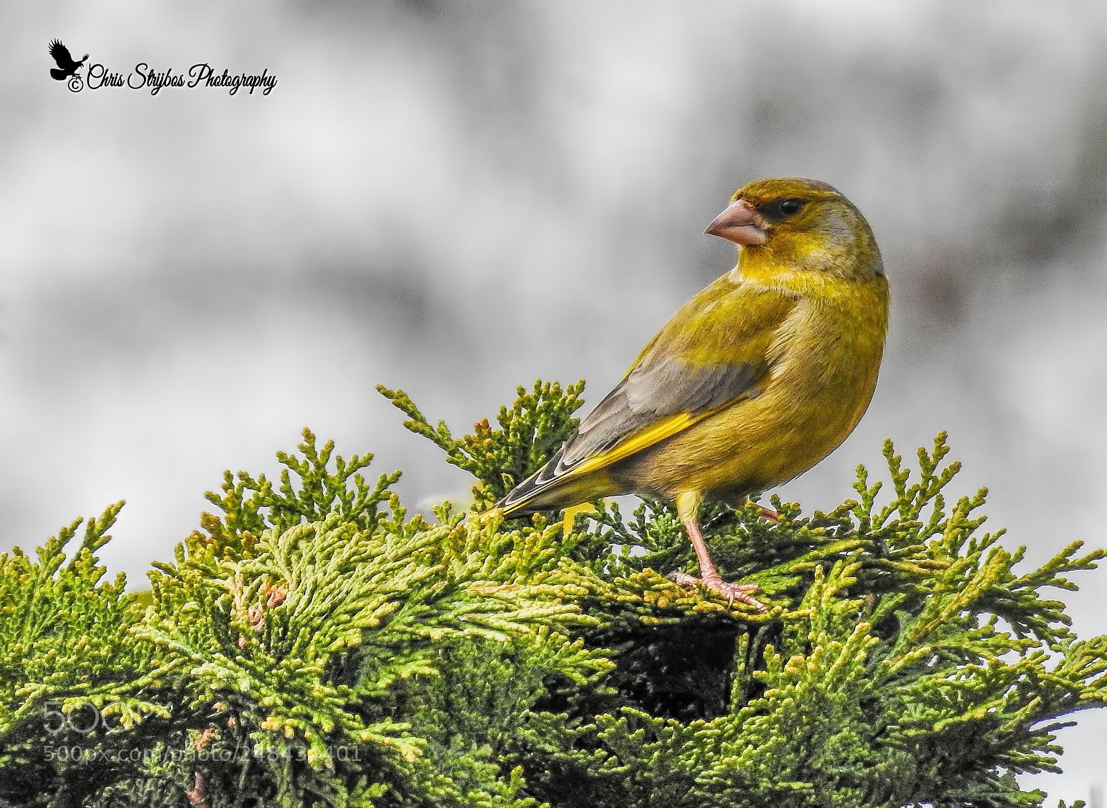 Nikon Coolpix P900 sample photo. The european greenfinch (groenling) photography
