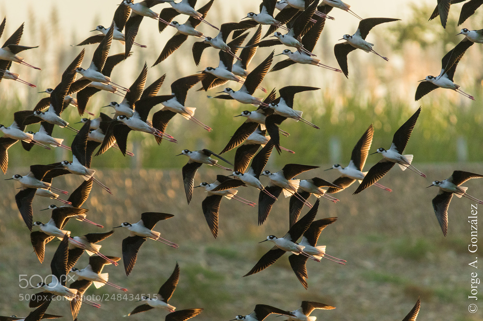 Canon EOS 7D Mark II sample photo. Black-winged stlit photography