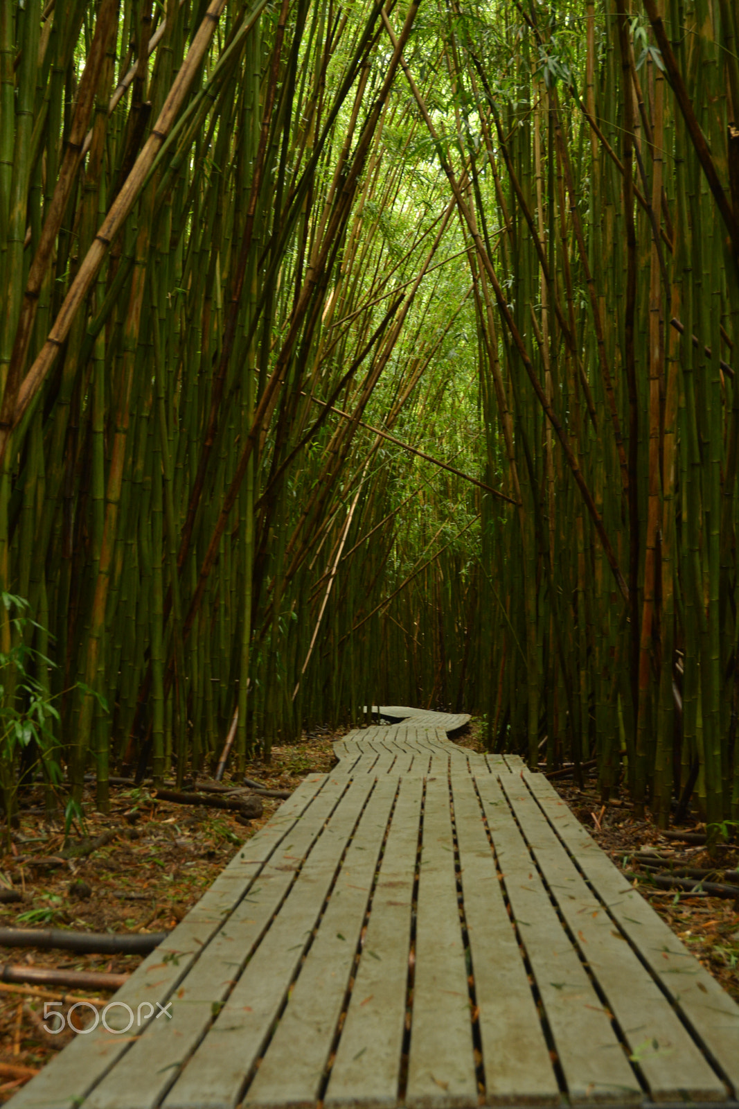 Nikon D7100 sample photo. Bamboo forest photography