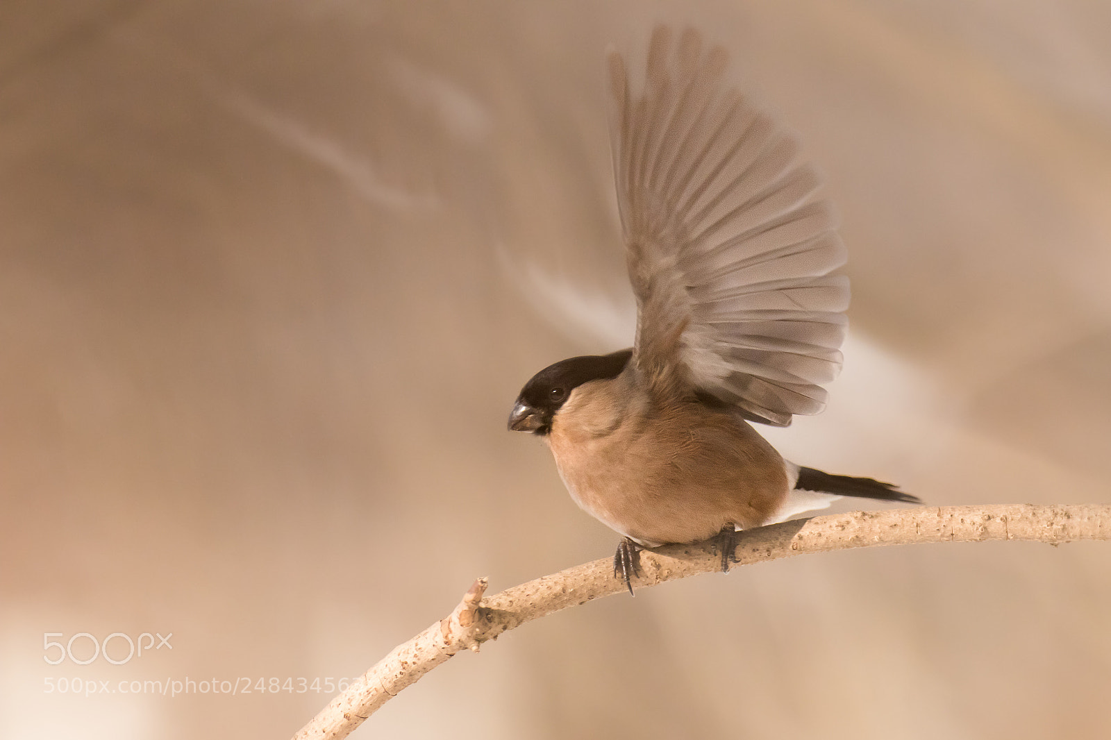 Canon EOS 80D sample photo. Angel (bullfinch) photography