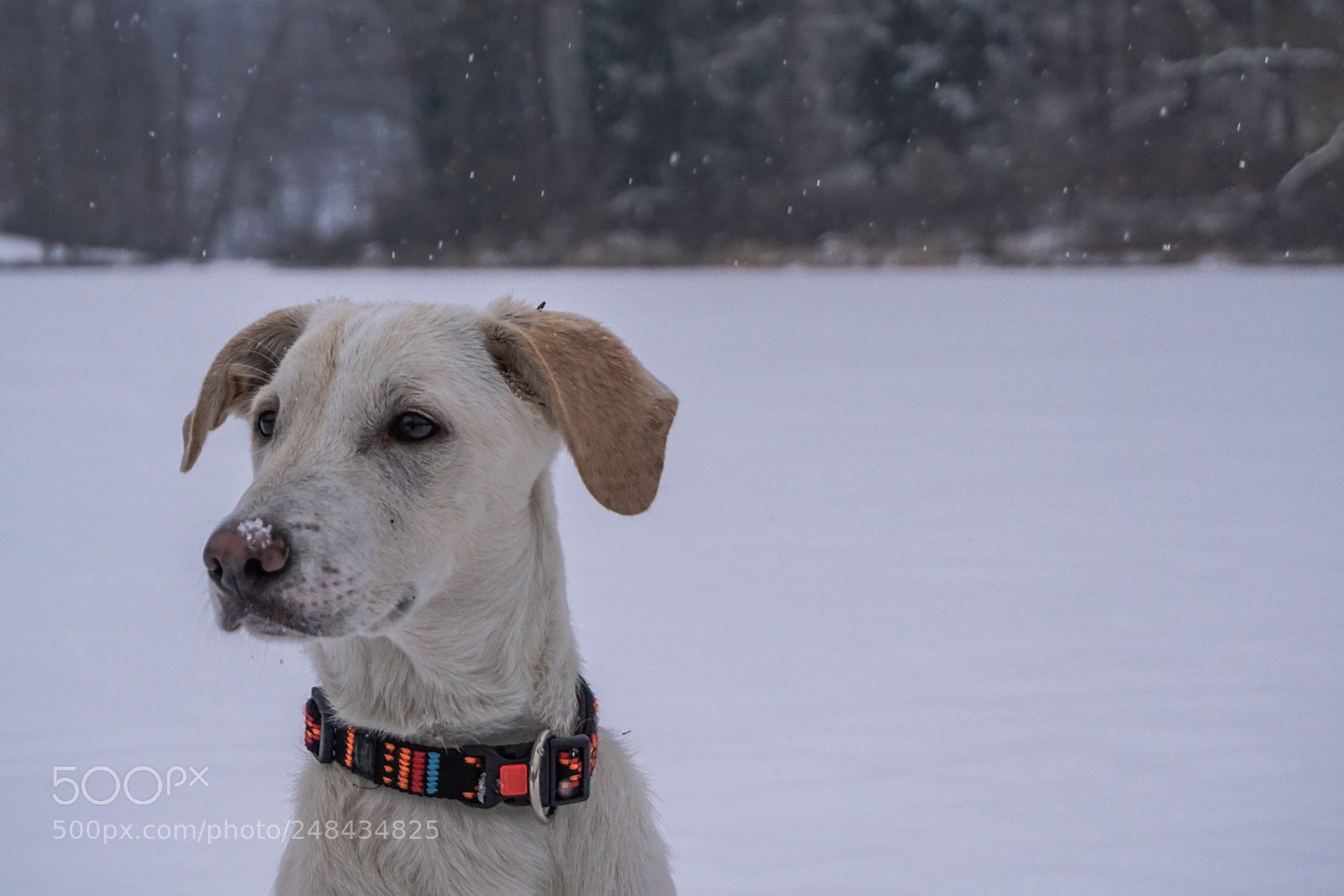 Sony a6000 sample photo. Gusta the dog photography