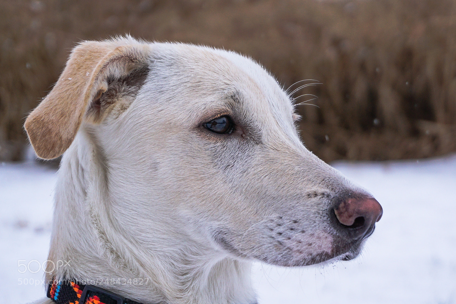 Sony a6000 sample photo. Gusta the dog photography