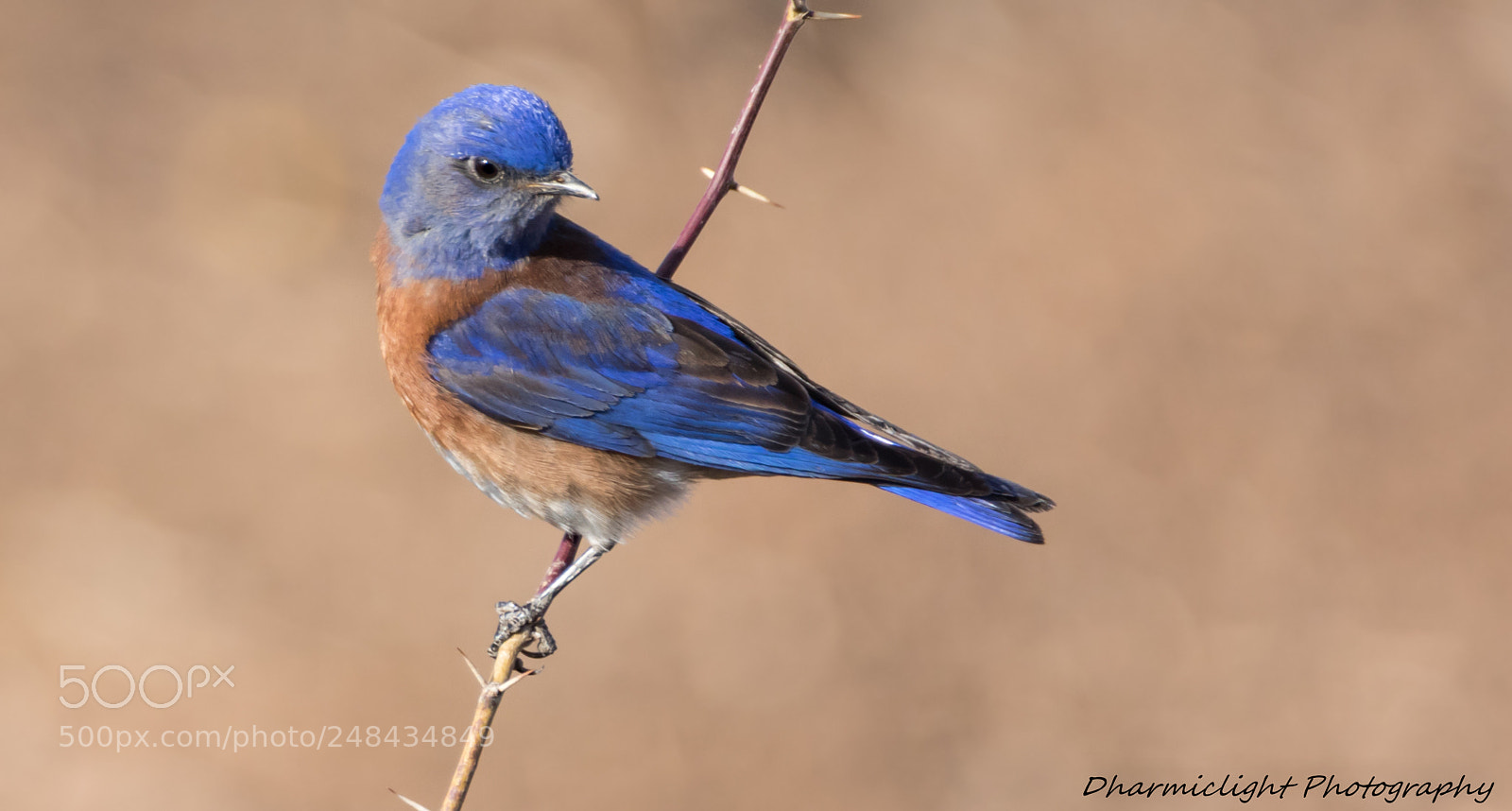 Canon EOS 7D Mark II sample photo. Blue delight photography