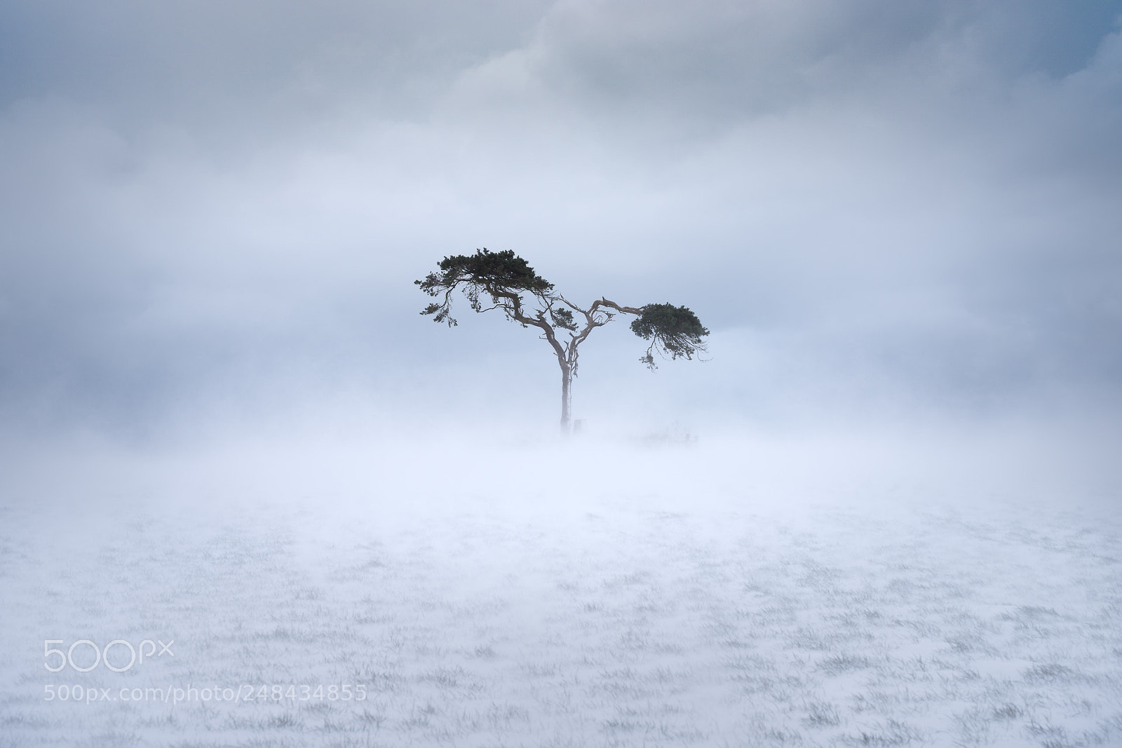 Nikon D810 sample photo. Scots pine photography