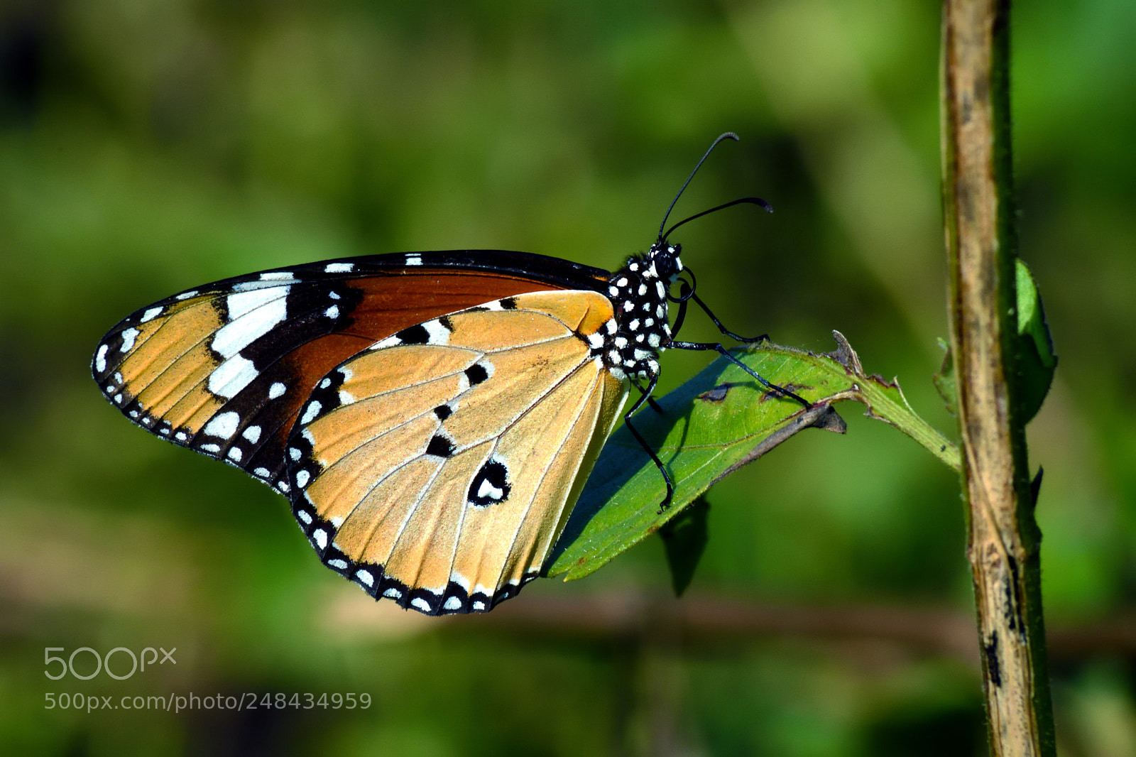 Nikon D7200 sample photo. Leisurely photography
