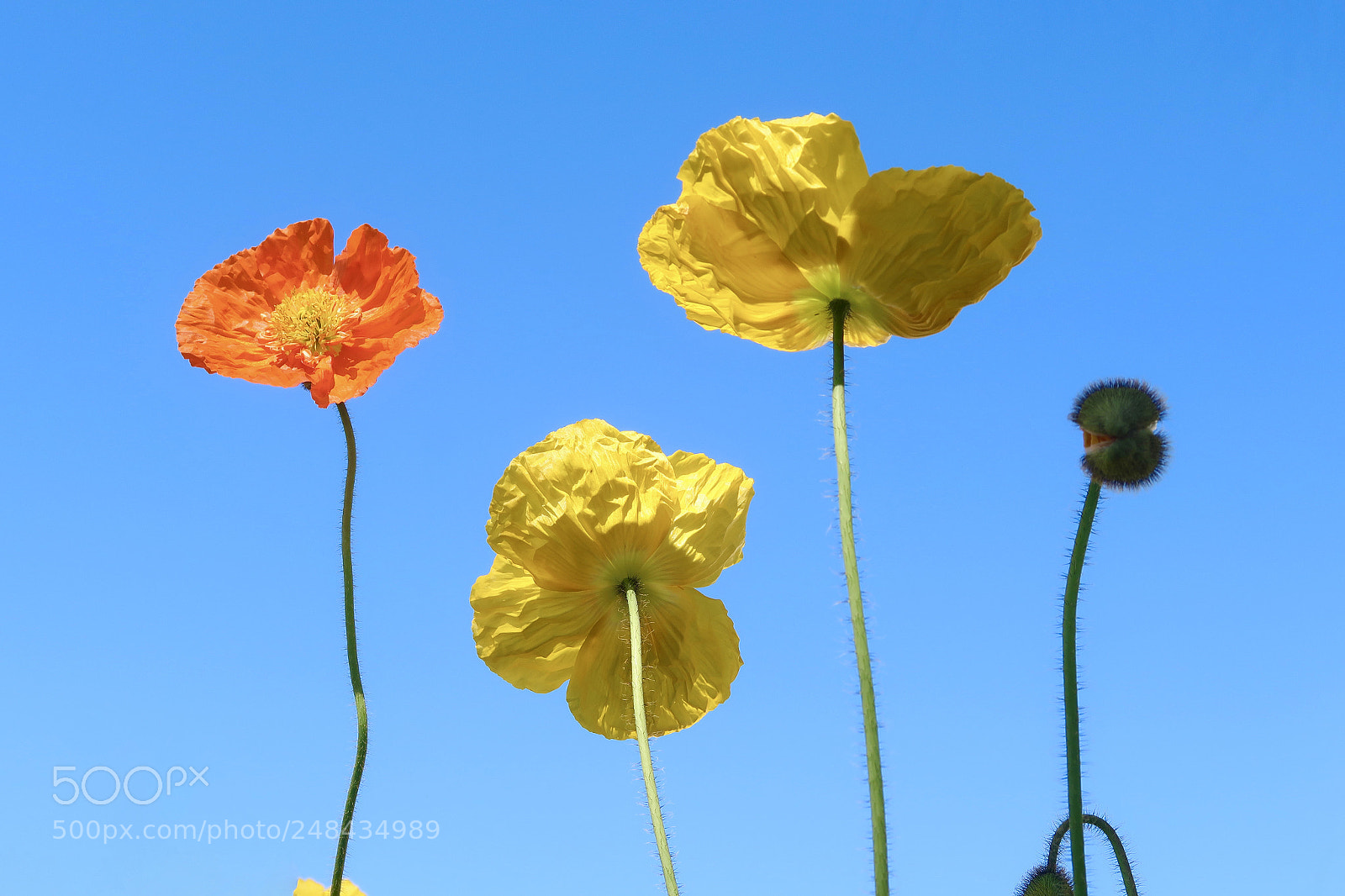Canon PowerShot G7 X Mark II sample photo. Coin poppy photography