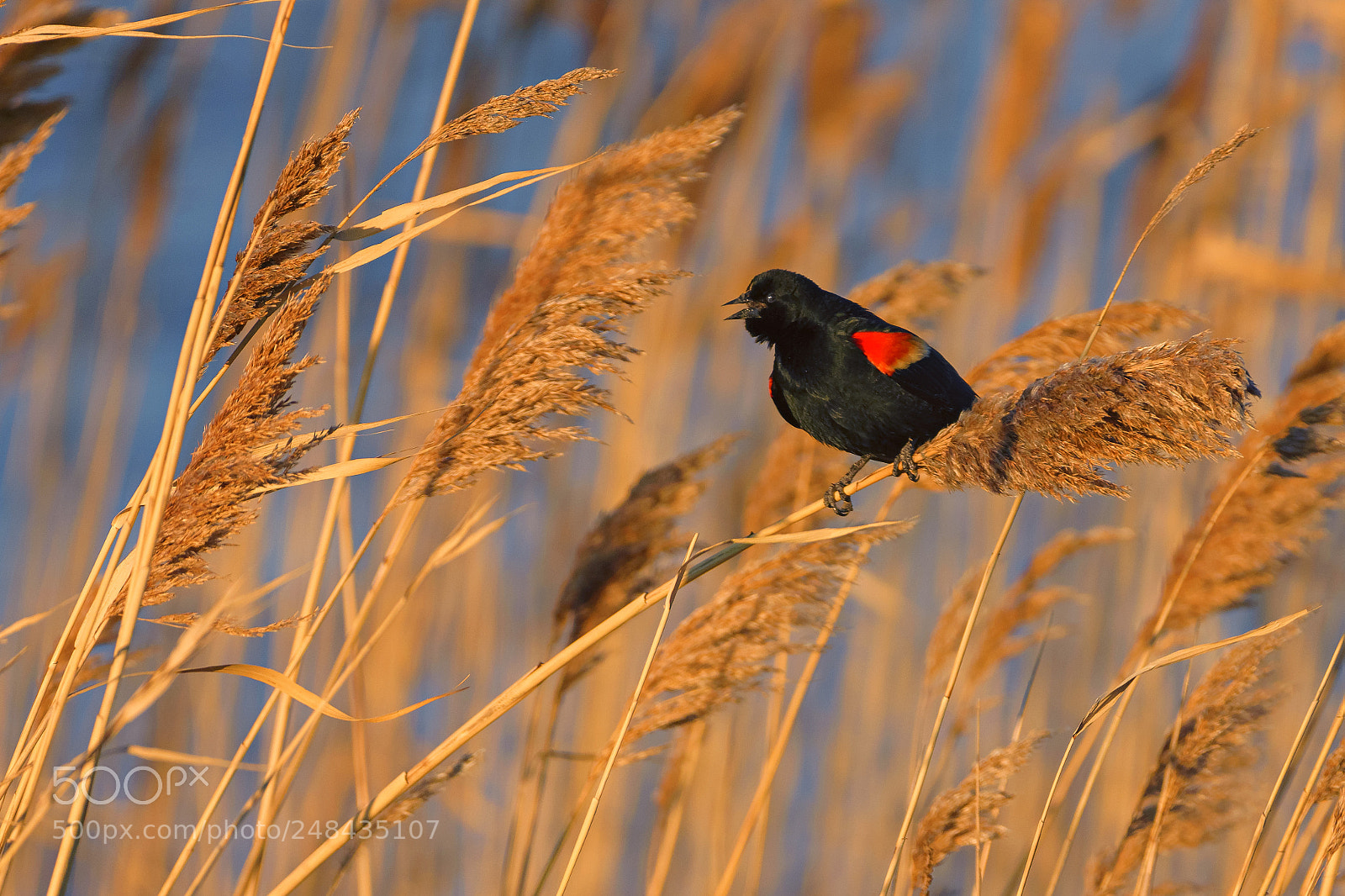 Nikon D7200 sample photo. Singing red winged blackbird photography