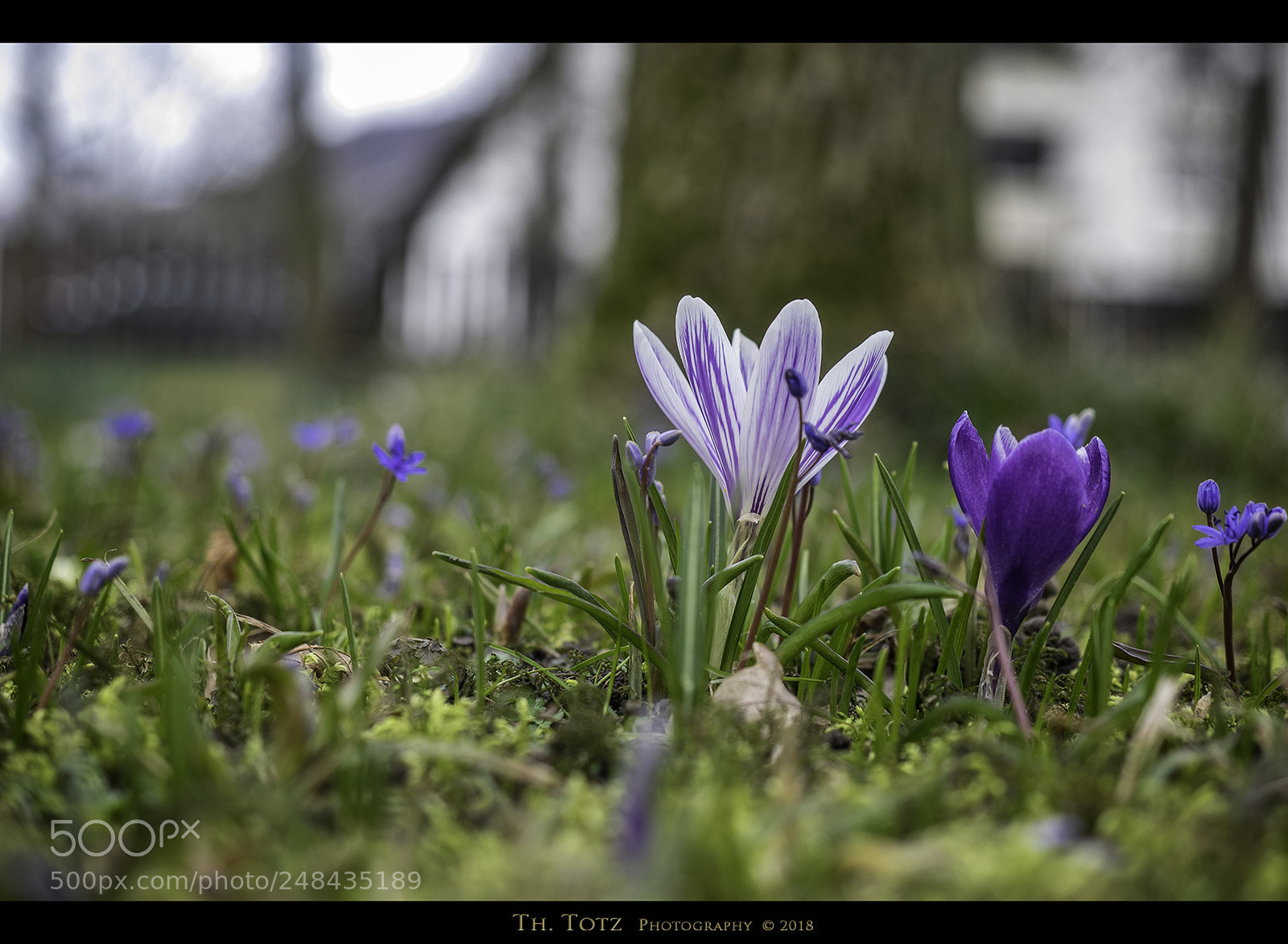 Olympus OM-D E-M1 sample photo. Spring meadow photography
