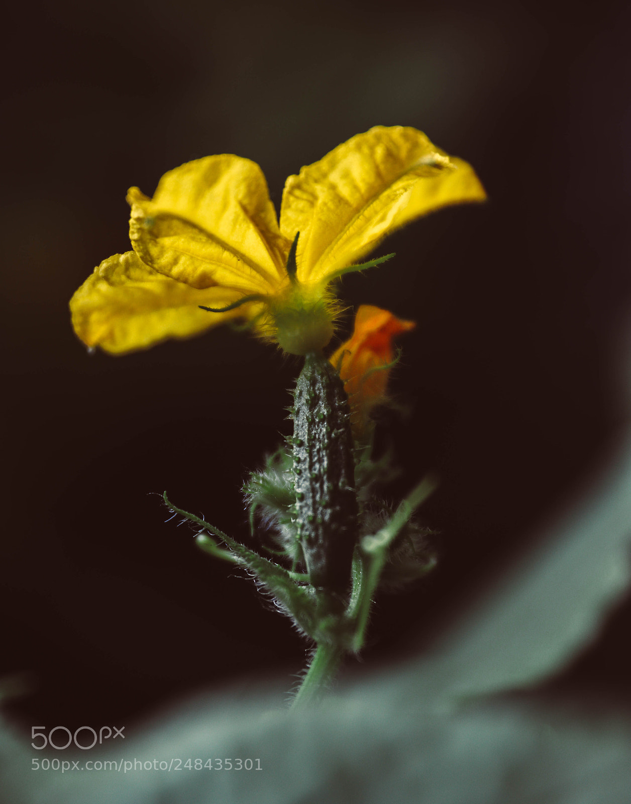 Canon EOS 80D sample photo. Cukes photography