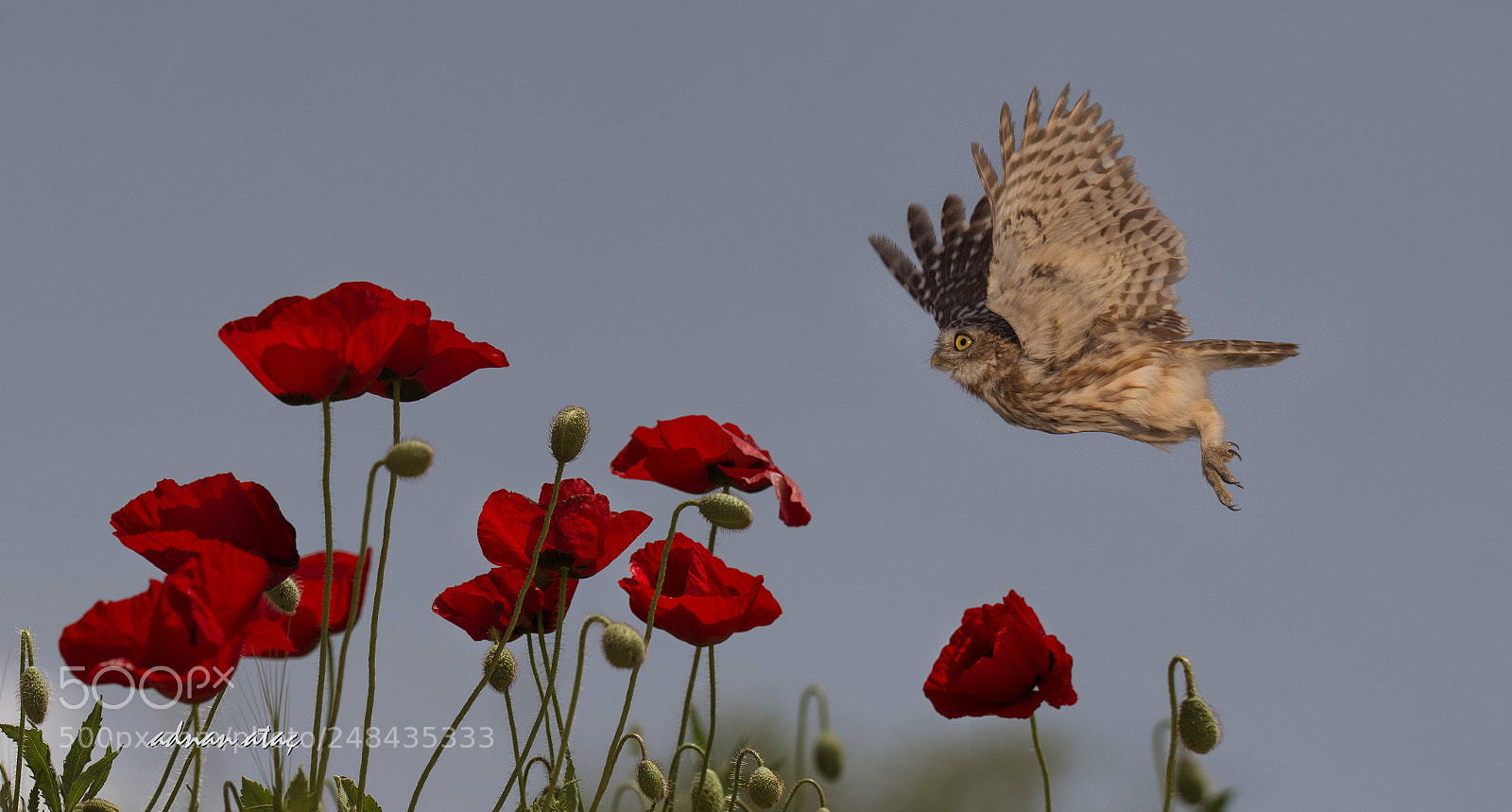 Nikon D4 sample photo. Kukumav - little owl photography