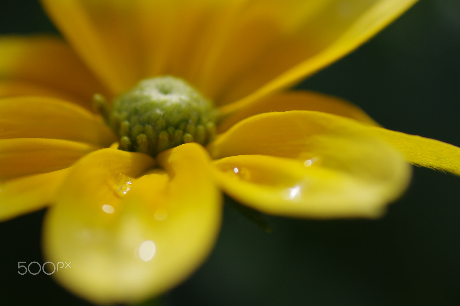 Pentax smc D-FA 100mm F2.8 Macro WR sample photo. Yellow daisy photography