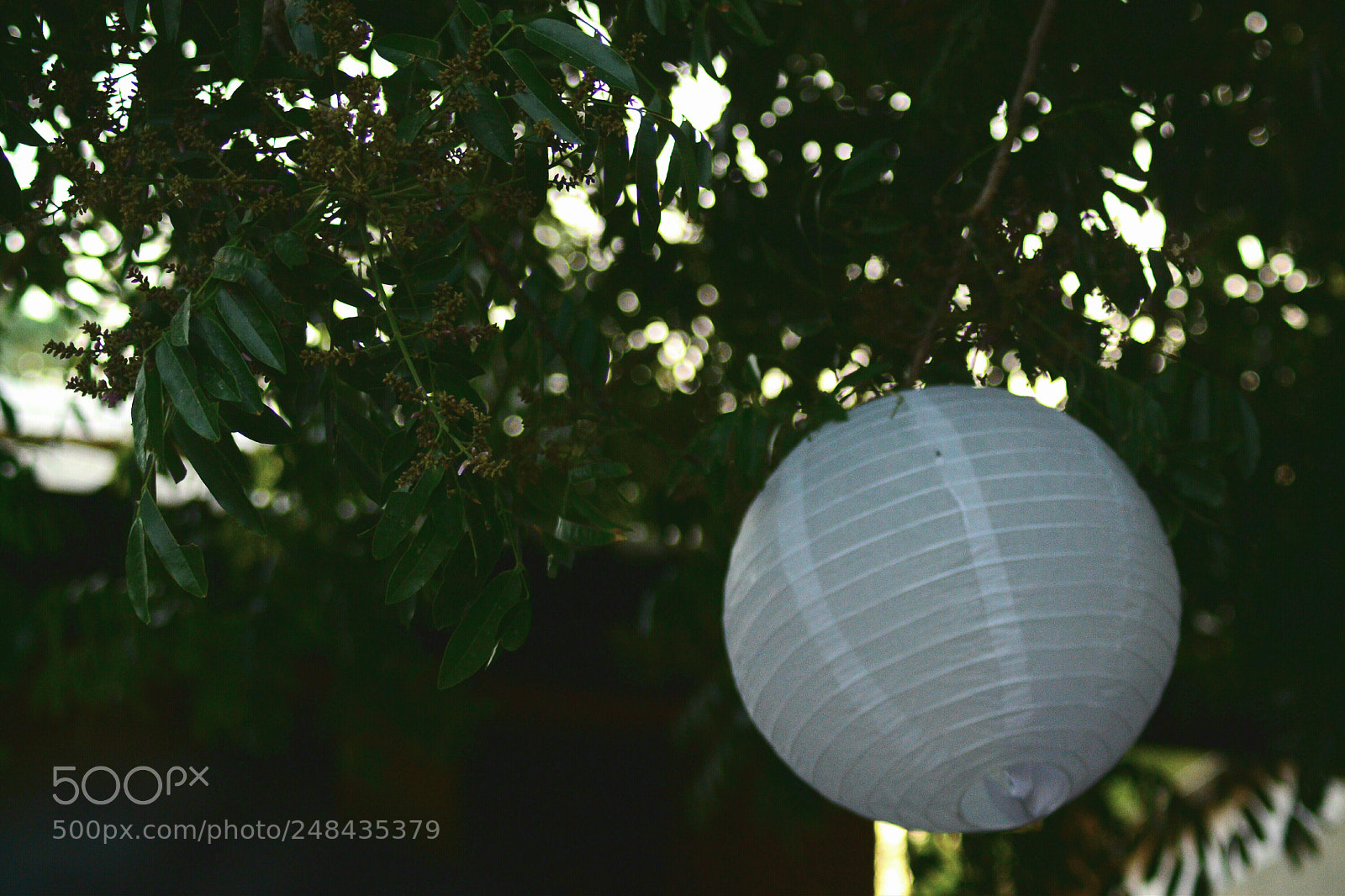 Nikon D3100 sample photo. Untitled photography