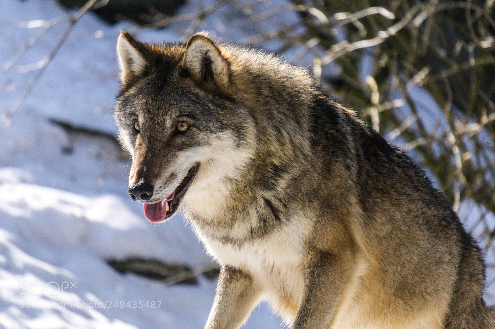 Sony a6000 sample photo. Wolf photography