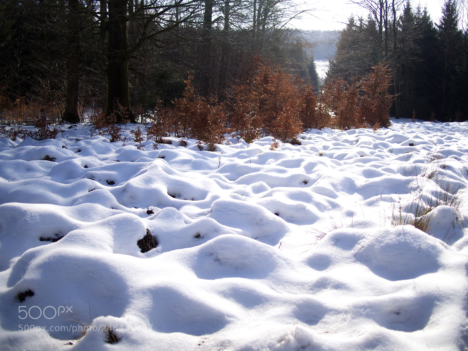 Olympus PEN E-PL5 sample photo. Dunes photography