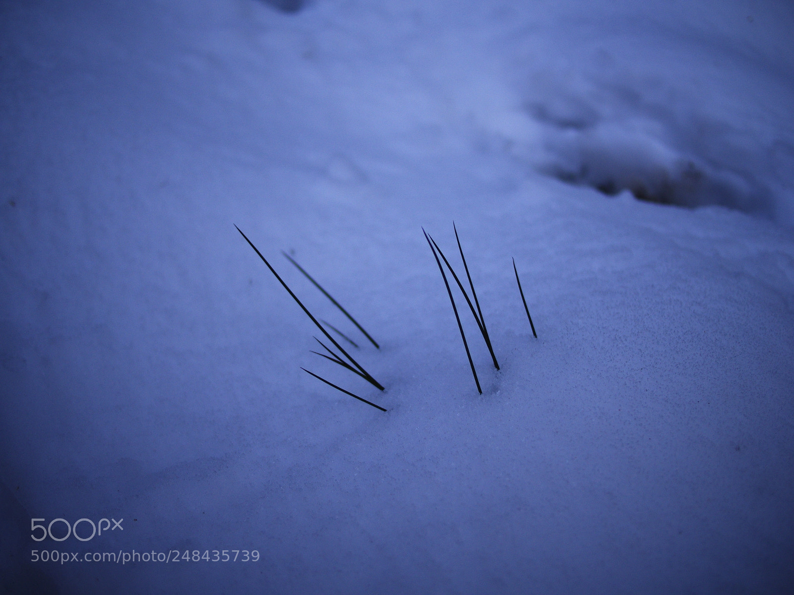 Olympus PEN E-PL5 sample photo. Perce-neige photography