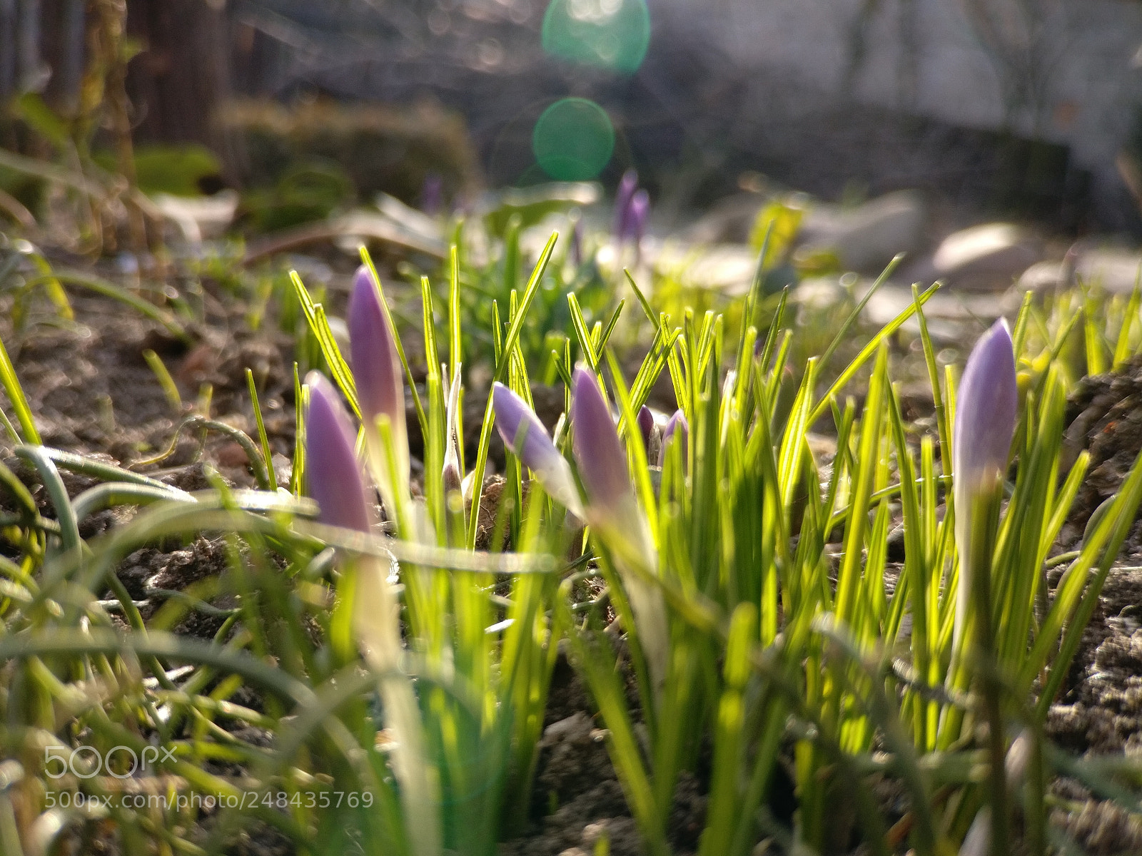 OnePlus A3003 sample photo. Blooming time photography