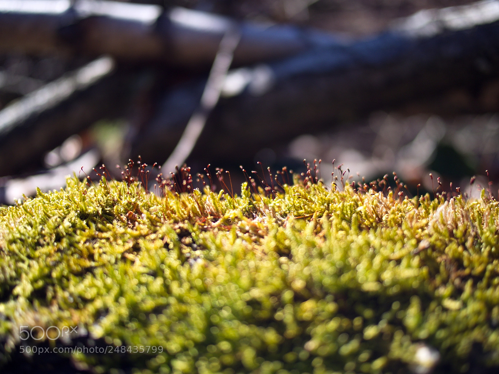 Olympus PEN E-PL5 sample photo. Photosynthesize while the sun photography