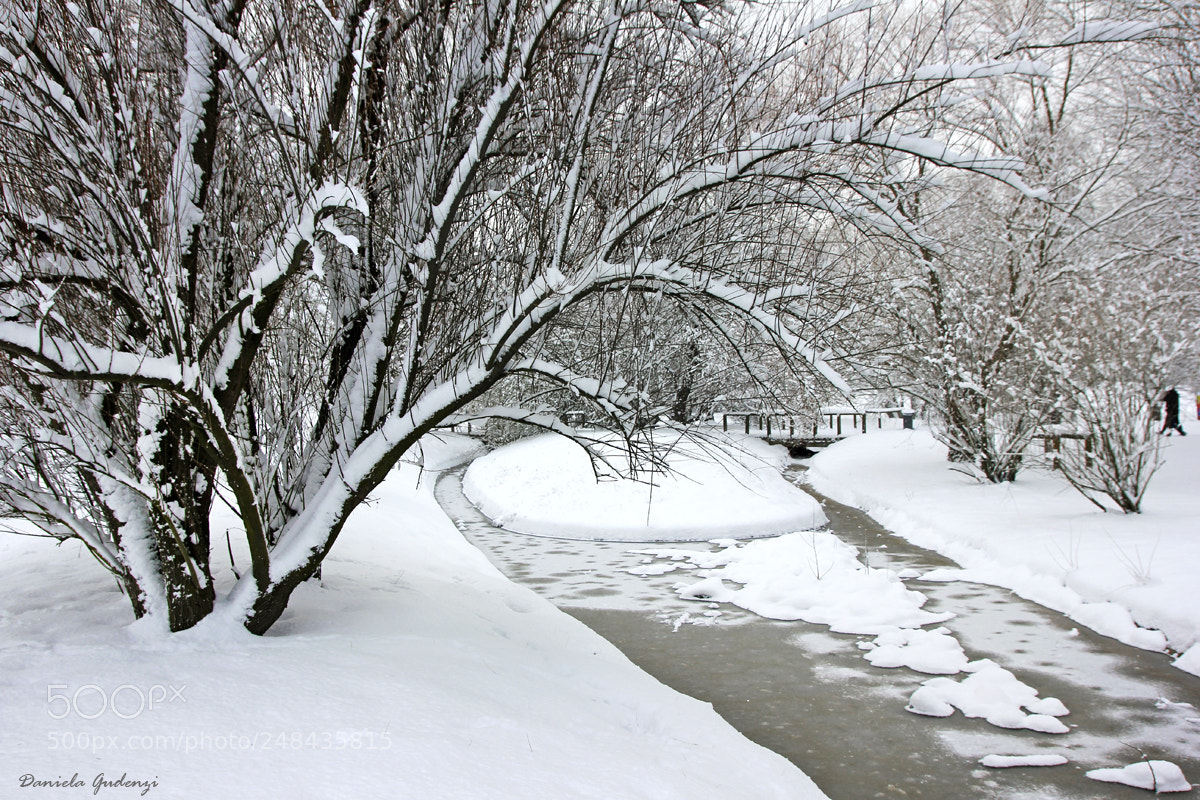 Canon EOS 550D (EOS Rebel T2i / EOS Kiss X4) sample photo. Snowy photography